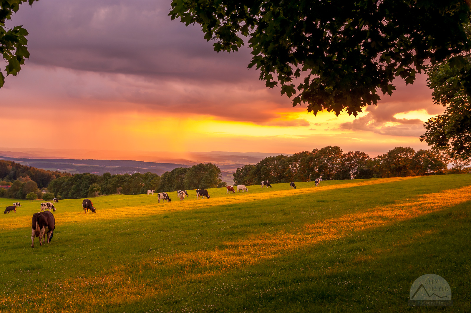 Kühe an der Maulkuppe